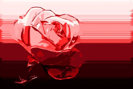 Red red rose one rose. Free illustration for personal and commercial use.