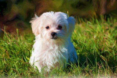 Dog maltese art. Free illustration for personal and commercial use.