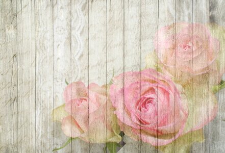 Pink romantic wood. Free illustration for personal and commercial use.