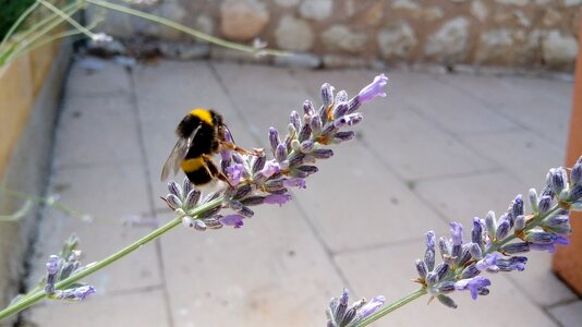 Flowering plant animals. Free illustration for personal and commercial use.