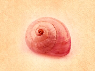 Snail spiral Free illustrations. Free illustration for personal and commercial use.