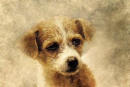 Abstract pet cute. Free illustration for personal and commercial use.