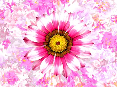 Flower blossom bloom. Free illustration for personal and commercial use.