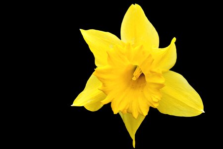 Yellow daffodil narcissus. Free illustration for personal and commercial use.