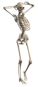 Skelet internal skeleton bone. Free illustration for personal and commercial use.