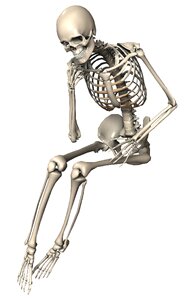 Endoskeleton skelet internal skeleton. Free illustration for personal and commercial use.