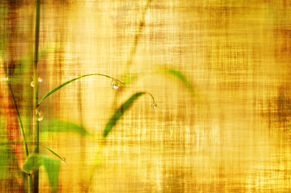 Background leaves branch. Free illustration for personal and commercial use.