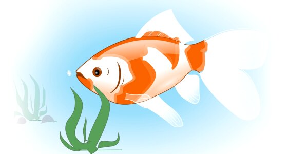Animal water aquarium. Free illustration for personal and commercial use.