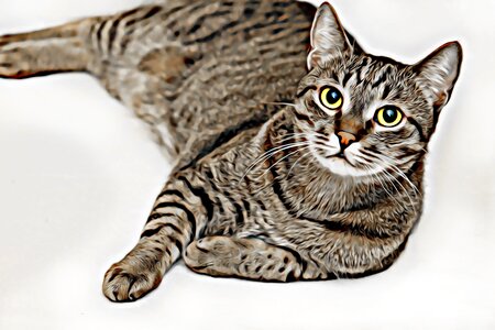 Cat eye head tabby kitten. Free illustration for personal and commercial use.