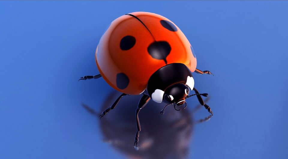 Ladybug 3d solo. Free illustration for personal and commercial use.