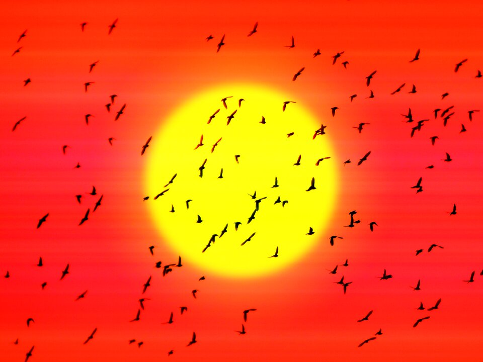 Fly migration sun. Free illustration for personal and commercial use.