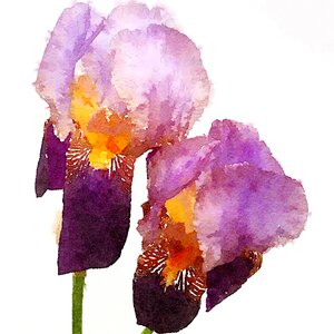 Husk iris watercolour. Free illustration for personal and commercial use.