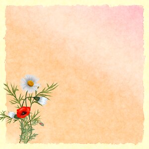 Nature drawing poppies. Free illustration for personal and commercial use.