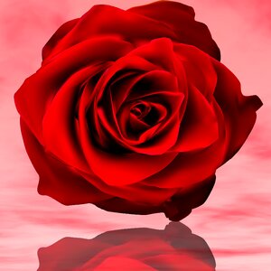 Love flowering red rose. Free illustration for personal and commercial use.