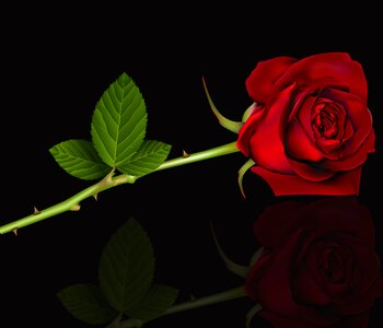 Romantic floral red rose. Free illustration for personal and commercial use.