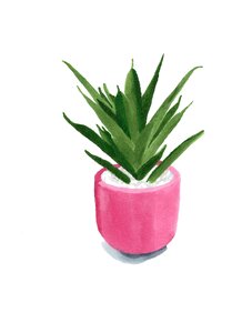 Pot plant botanical. Free illustration for personal and commercial use.