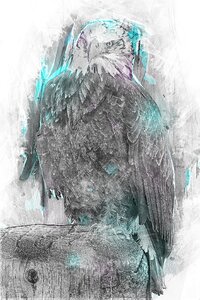 Falconry bird predator. Free illustration for personal and commercial use.