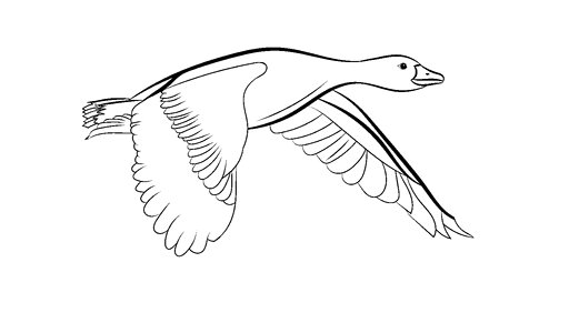 Duck outline bird. Free illustration for personal and commercial use.