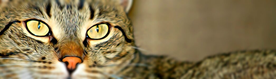 Pets cat eye domestic cat. Free illustration for personal and commercial use.