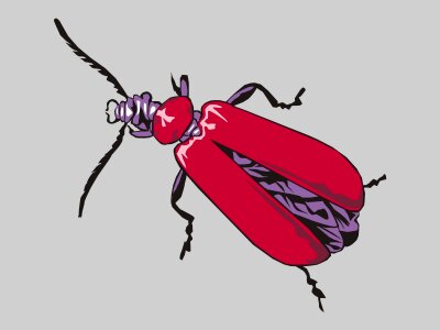 Beetle animal red. Free illustration for personal and commercial use.
