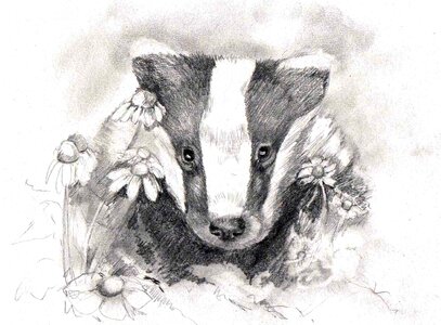 Art badger Free illustrations. Free illustration for personal and commercial use.