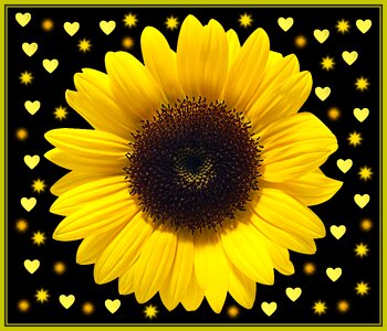 Black background sunflower yellow. Free illustration for personal and commercial use.