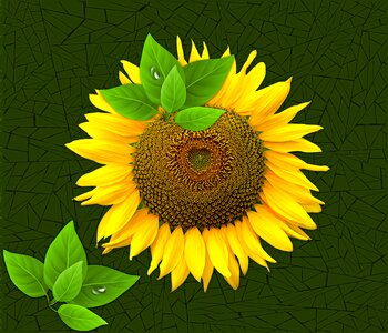 Petal sunflower flowers. Free illustration for personal and commercial use.