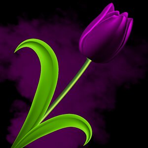 Leaf tulip tulipan violet. Free illustration for personal and commercial use.