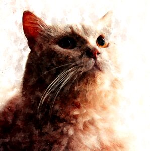 Animal cute portrait. Free illustration for personal and commercial use.