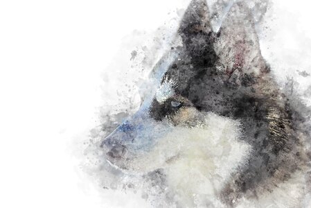 Canine mammal snow. Free illustration for personal and commercial use.