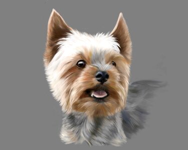 Animal pet small dog. Free illustration for personal and commercial use.