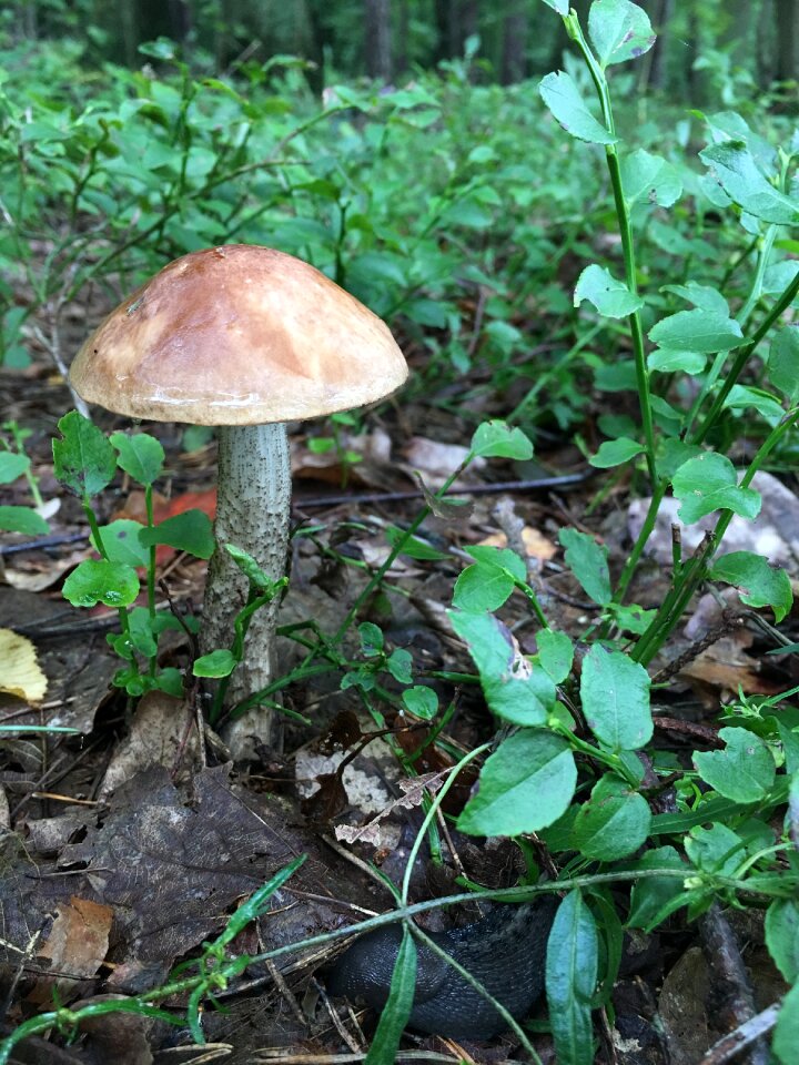 Wild mushrooms forest brown. Free illustration for personal and commercial use.