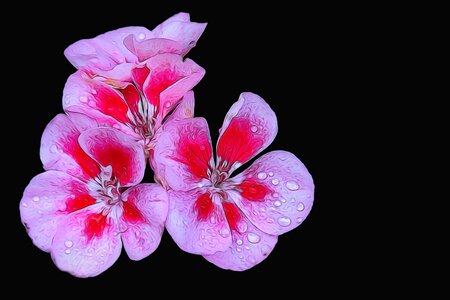 Bloom geranium drop of water. Free illustration for personal and commercial use.