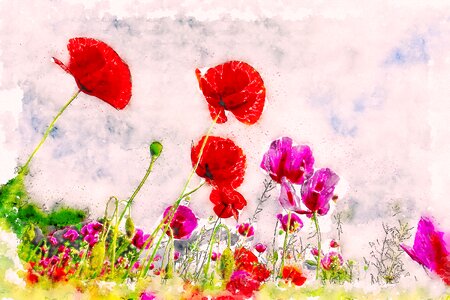 Red painting poppy. Free illustration for personal and commercial use.