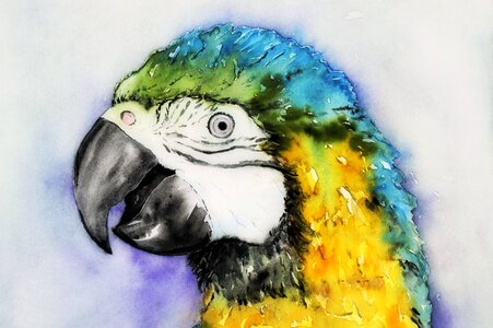 Yellow macaw bird painting. Free illustration for personal and commercial use.