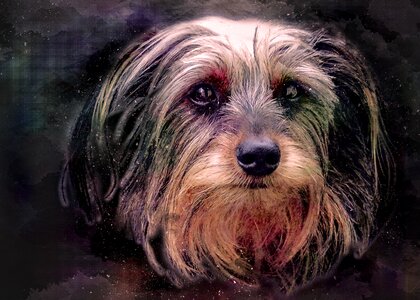 Portrait pet animal. Free illustration for personal and commercial use.