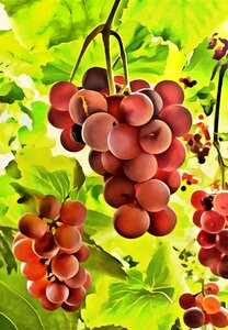 Rustic image grapes. Free illustration for personal and commercial use.