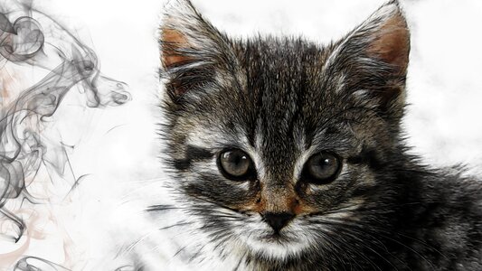 Art artistic kitten. Free illustration for personal and commercial use.