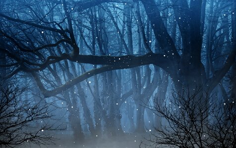 Night forest mysteriously. Free illustration for personal and commercial use.