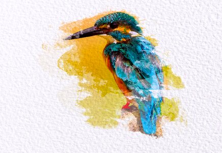 Color watercolor kingfisher. Free illustration for personal and commercial use.