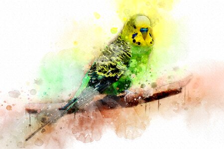 Bird parrot Free illustrations. Free illustration for personal and commercial use.