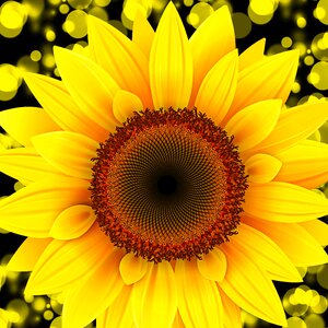 Summer petal sunflower. Free illustration for personal and commercial use.