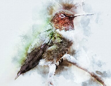 Nature hummingbird flight. Free illustration for personal and commercial use.