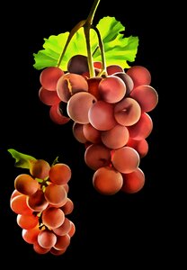 Template design grape harvest. Free illustration for personal and commercial use.