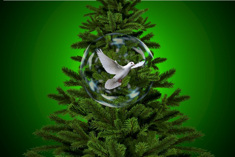 Gull dove fir tree. Free illustration for personal and commercial use.