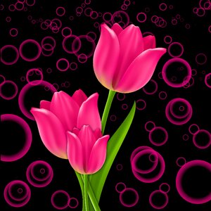 Tulip tulips pink. Free illustration for personal and commercial use.