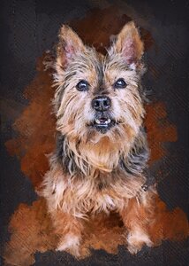 Portrait pet animal. Free illustration for personal and commercial use.