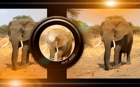 Elephant digital technology. Free illustration for personal and commercial use.