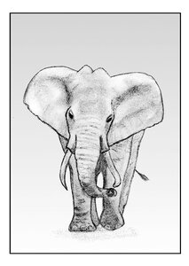 Animal illustration pachyderm. Free illustration for personal and commercial use.