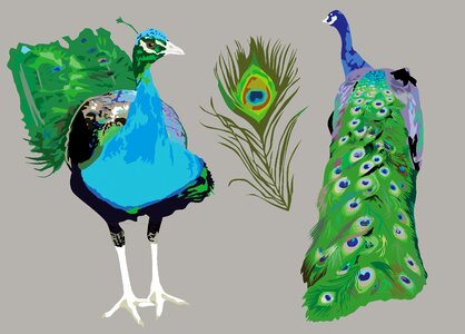 Bird animal world peacock. Free illustration for personal and commercial use.